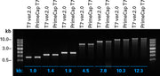 PrimeCap T7 RNA Polymerase (low dsRNA) - mRNA and cDNA synthesis - Takara Bio