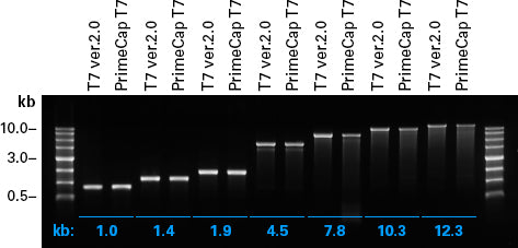 PrimeCap T7 RNA Polymerase (low dsRNA) - mRNA and cDNA synthesis - Takara Bio