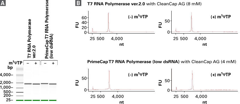 PrimeCap T7 RNA Polymerase (low dsRNA) - mRNA and cDNA synthesis - Takara Bio
