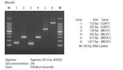Methylation-specific PCR of bisulfite-treated DNA templates: TaKaRa EpiTaq HS (for bisulfite-treated DNA) - Gene function - T