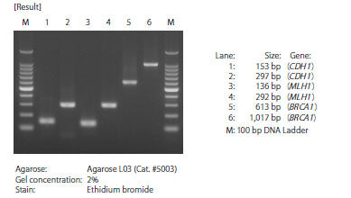 Methylation-specific PCR of bisulfite-treated DNA templates: TaKaRa EpiTaq HS (for bisulfite-treated DNA) - Gene function - T