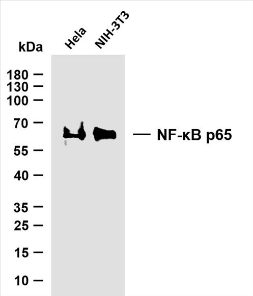 Various whole cell lysates were separated by 10% SDS-PAGE, and the membrane was blotted with anti-NF-ÎºB p65 (PT0010R) antibody. The HRP-conjugated Goat anti-Rabbit IgG(H + L) antibody was used to detect the antibody.