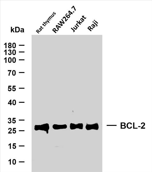 Various whole cell lysates were separated by 10% SDS-PAGE, and the membrane was blotted with anti-BCL-2 (PT0007R) antibody. The HRP-conjugated Goat anti-Rabbit IgG(H + L) antibody was used to detect the antibody.