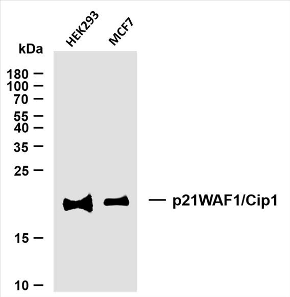 Various whole cell lysates were separated by 15% SDS-PAGE, and the membrane was blotted with anti-p21WAF1/Cip1 (PT0015R) antibody. The HRP-conjugated Goat anti-Rabbit IgG(H + L) antibody was used to detect the antibody.
