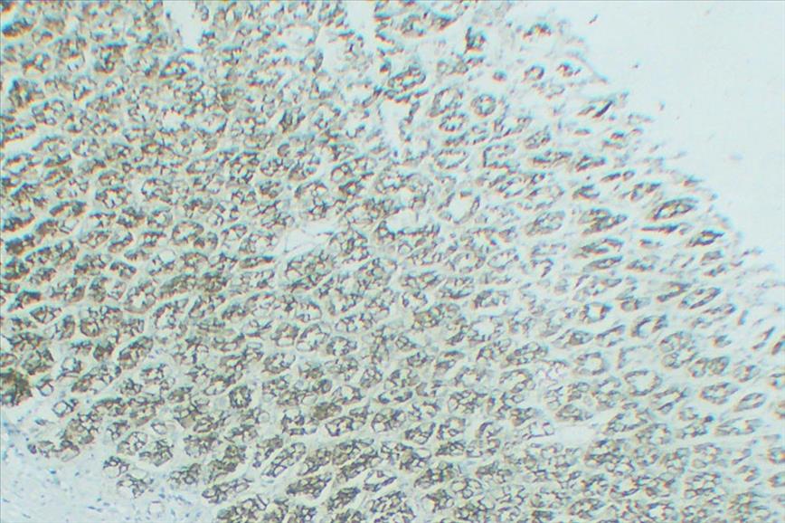 Rat stomach tissue was stained with anti-Claudin 1 (ABT184R) rabbit Antibody