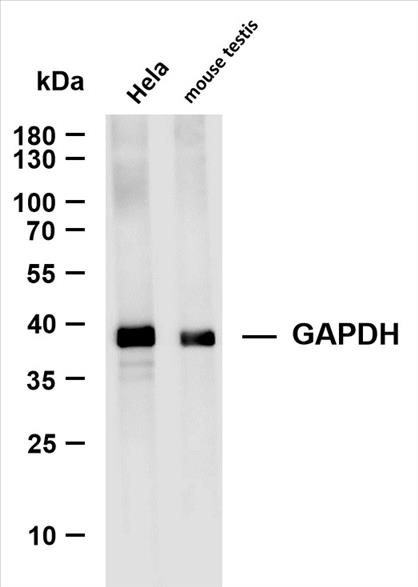 Various whole cell lysates were separated by 4-20% SDS-PAGE, and the membrane was blotted with anti-GAPDH (PT0004R) antibody. The HRP-conjugated Goat anti-Rabbit IgG(H + L) antibody was used to detect the antibody.