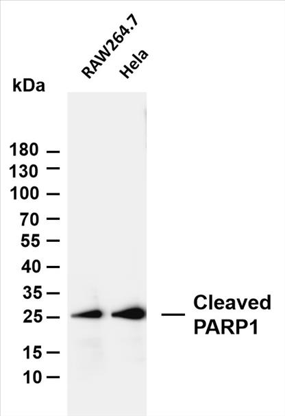 Various whole cell lysates were separated by 4-20% SDS-PAGE, and the membrane was blotted with anti-Cleaved PARP1 (PT0046R) antibody. The HRP-conjugated Goat anti-Rabbit IgG(H + L) antibody was used to detect the antibody.