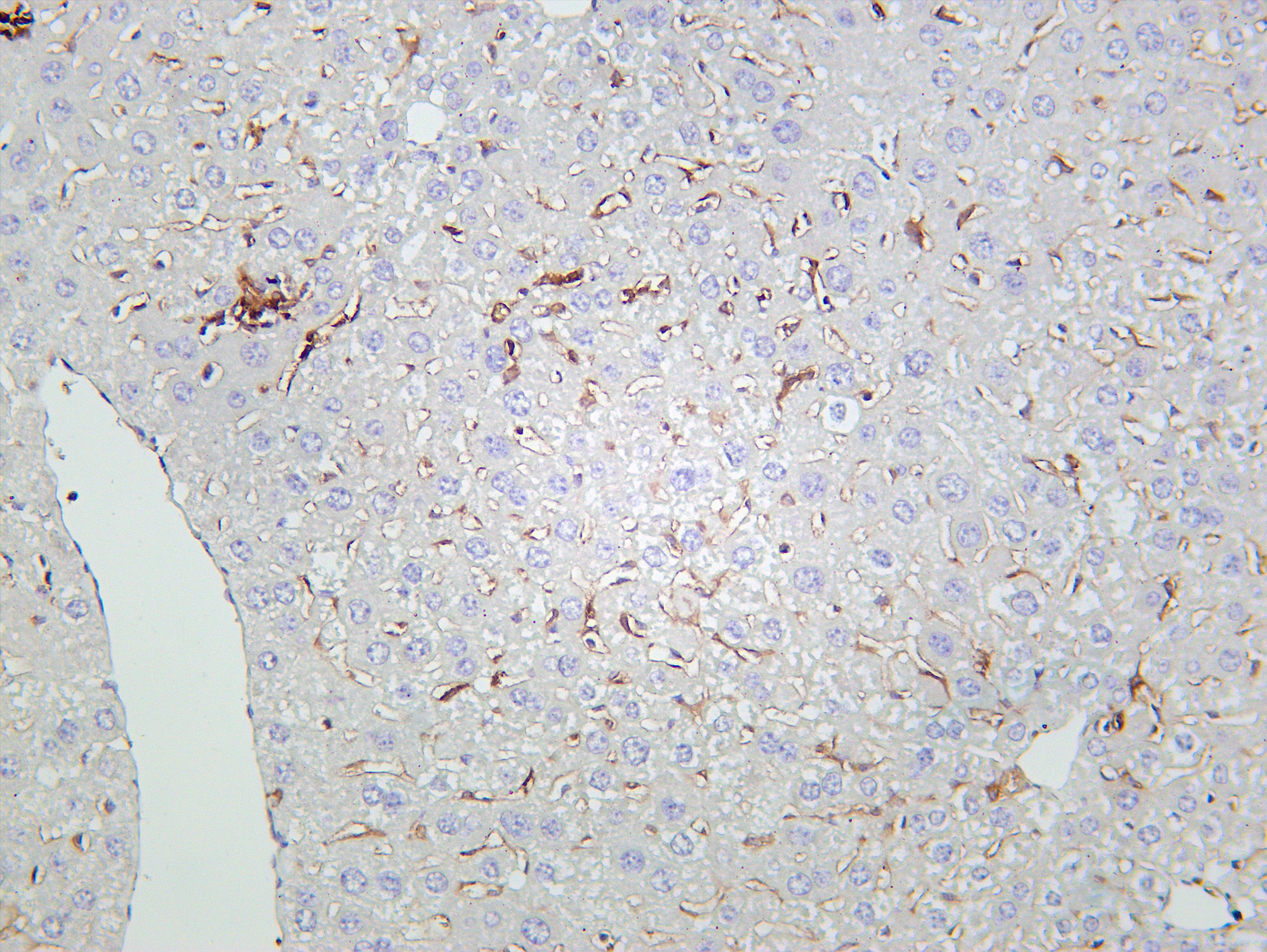 Mouse liver tissue was stained with Anti-CD86 (PT0048R) rabbit Antibody