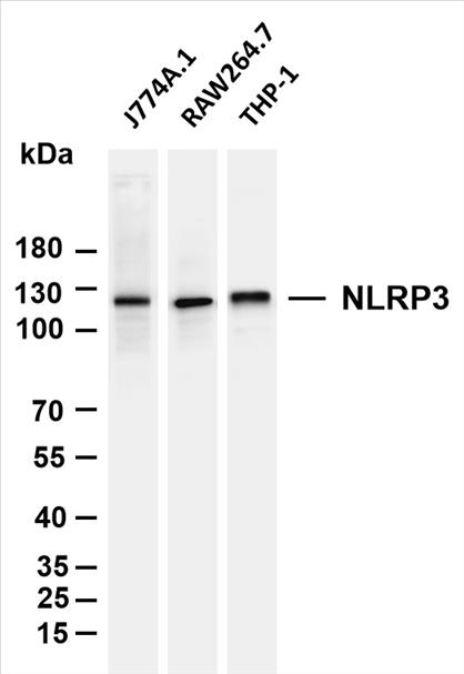 Various whole cell lysates were separated by 4-20% SDS-PAGE, and the membrane was blotted with anti-NLRP3 (PT0049R) antibody. The HRP-conjugated Goat anti-Rabbit IgG(H + L) antibody was used to detect the antibody.