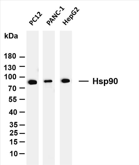 Various whole cell lysates were separated by 4-20% SDS-PAGE, and the membrane was blotted with anti-Hsp90 (PT0053R) antibody. The HRP-conjugated Goat anti-Rabbit IgG(H + L) antibody was used to detect the antibody.