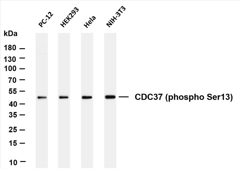 Various whole cell lysates were separated by 4-20% SDS-PAGE, and the membrane was blotted with anti-CDC37 (phospho Ser13) (PT0060R) antibody. The HRP-conjugated Goat anti-Rabbit IgG(H + L) antibody was used to detect the antibody.