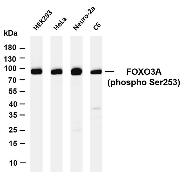 Various whole cell lysates were separated by 4-20% SDS-PAGE, and the membrane was blotted with anti-FOXO3A (PT0061R) antibody. The HRP-conjugated Goat anti-Rabbit IgG(H + L) antibody was used to detect the antibody.