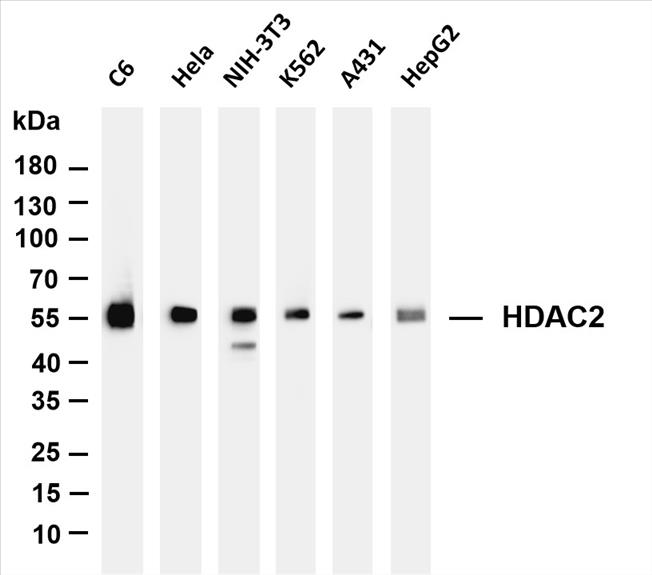 Various whole cell lysates were separated by 4-20% SDS-PAGE, and the membrane was blotted with anti-HDAC2(PT0063R) antibody. The HRP-conjugated Goat anti-Rabbit IgG(H + L) antibody was used to detect the antibody.