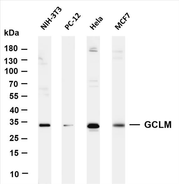 Various whole cell lysates were separated by 4-20% SDS-PAGE, and the membrane was blotted with anti-GCLM (PT0065R) antibody. The HRP-conjugated Goat anti-Rabbit IgG(H + L) antibody was used to detect the antibody.