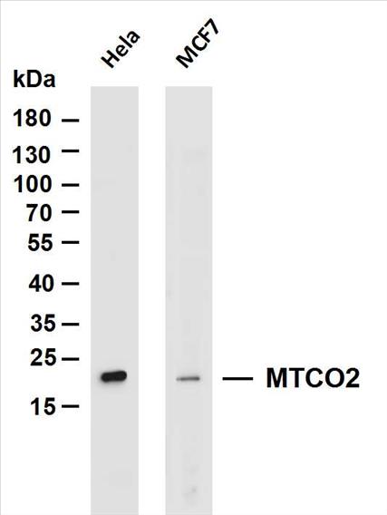 Various whole cell lysates were separated by 4-20% SDS-PAGE, and the membrane was blotted with anti-MTCO2 (PT0068R) antibody. The HRP-conjugated Goat anti-Rabbit IgG(H + L) antibody was used to detect the antibody.
