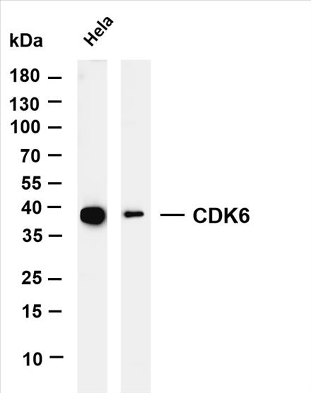 Various whole cell lysates were separated by 4-20% SDS-PAGE, and the membrane was blotted with anti-CDK6 (PT0069R) antibody. The HRP-conjugated Goat anti-Rabbit IgG(H + L) antibody was used to detect the antibody.