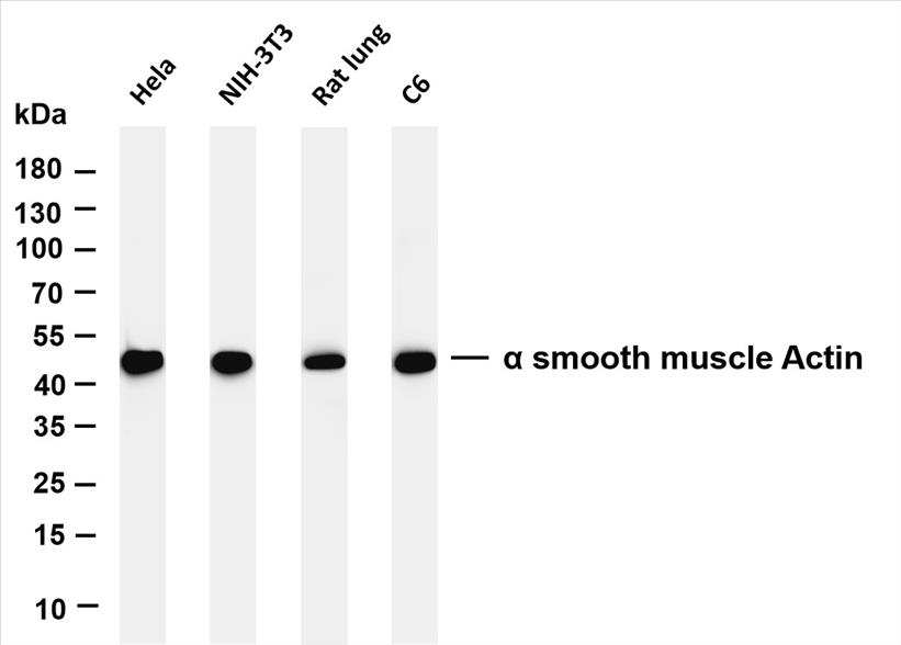 Various whole cell lysates were separated by 4-20% SDS-PAGE, and the membrane was blotted with anti-Î± smooth muscle Actin (PT0074R) antibody. The HRP-conjugated Goat anti-Rabbit IgG(H + L) antibody was used to detect the antibody.