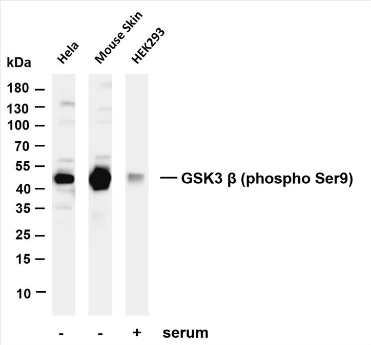 Various whole cell lysates were separated by 4-20% SDS-PAGE, and the membrane was blotted with anti-GSK3 Î² (phospho Ser9) (PT0078R) antibody. The HRP-conjugated Goat anti-Rabbit IgG(H + L) antibody was used to detect the antibody.
