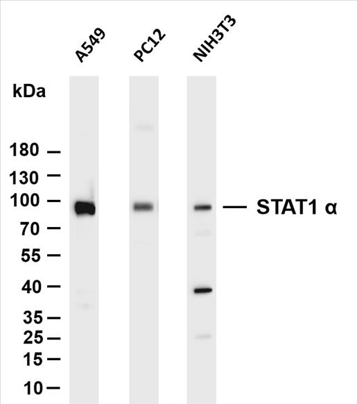 Various whole cell lysates were separated by 4-20% SDS-PAGE, and the membrane was blotted with anti-STAT1 Î± (PT0079R) antibody. The HRP-conjugated Goat anti-Rabbit IgG(H + L) antibody was used to detect the antibody.