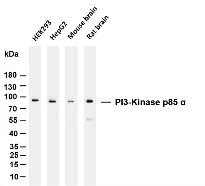 Various whole cell lysates were separated by 4-20% SDS-PAGE, and the membrane was blotted with anti-PI3-Kinase p85 Î± (PT0082R) antibody. The HRP-conjugated Goat anti-Rabbit IgG(H + L) antibody was used to detect the antibody.