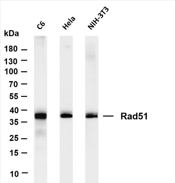 Various whole cell lysates were separated by 4-20% SDS-PAGE, and the membrane was blotted with anti-Rad51 (PT0083R) antibody. The HRP-conjugated Goat anti-Rabbit IgG(H + L) antibody was used to detect the antibody.