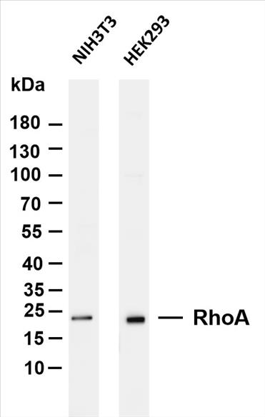 Various whole cell lysates were separated by 4-20% SDS-PAGE, and the membrane was blotted with anti-RhoA (PT0088R) antibody. The HRP-conjugated Goat anti-Rabbit IgG(H + L) antibody was used to detect the antibody.