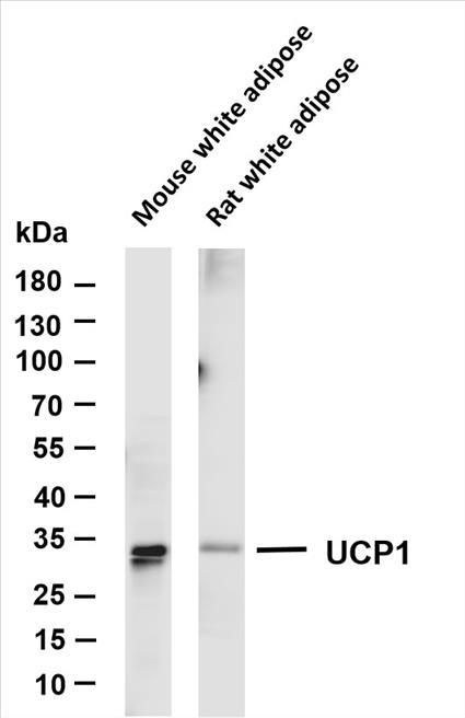 Various whole cell lysates were separated by 4-20% SDS-PAGE, and the membrane was blotted with anti-UCP1 (PT0090R) antibody. The HRP-conjugated Goat anti-Rabbit IgG(H + L) antibody was used to detect the antibody.