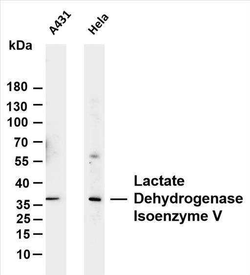 Various whole cell lysates were separated by 4-20% SDS-PAGE, and the membrane was blotted with anti-Lactate Dehydrogenase Isoenzyme V (PT0096R) antibody. The HRP-conjugated Goat anti-Rabbit IgG(H + L) antibody was used to detect the antibody.