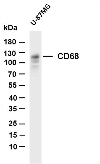 Various whole cell lysates were separated by 4-20% SDS-PAGE, and the membrane was blotted with anti-CD68 (PT0098R) antibody. The HRP-conjugated Goat anti-Rabbit IgG(H + L) antibody was used to detect the antibody.
