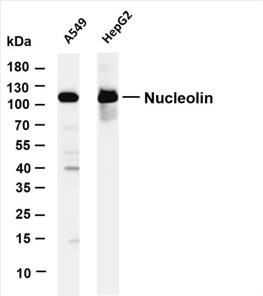 Various whole cell lysates were separated by 4-20% SDS-PAGE, and the membrane was blotted with anti-Nucleolin (PT0100R) antibody. The HRP-conjugated Goat anti-Rabbit IgG(H + L) antibody was used to detect the antibody.