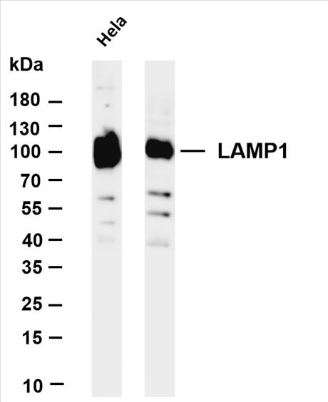 Various whole cell lysates were separated by 4-20% SDS-PAGE, and the membrane was blotted with anti-LAMP1 (PT0104R) antibody. The HRP-conjugated Goat anti-Rabbit IgG(H + L) antibody was used to detect the antibody.