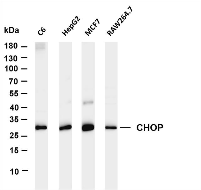 Various whole cell lysates were separated by 4-20% SDS-PAGE, and the membrane was blotted with anti-CHOP (PT0105R) antibody. The HRP-conjugated Goat anti-Rabbit IgG(H + L) antibody was used to detect the antibody.