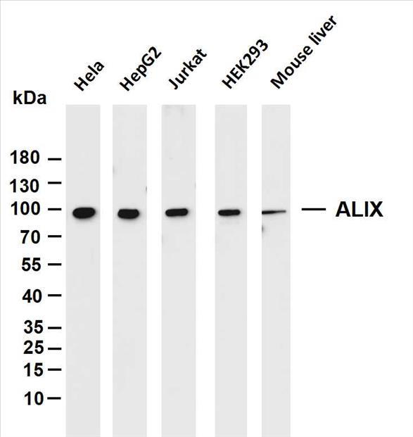 Various whole cell lysates were separated by 4-20% SDS-PAGE, and the membrane was blotted with anti-ALIX (PT0109R) antibody. The HRP-conjugated Goat anti-Rabbit IgG(H + L) antibody was used to detect the antibody.