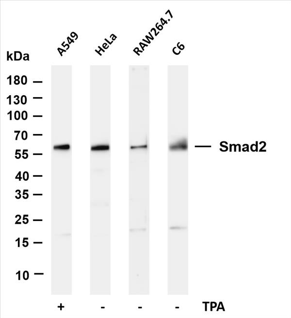 Various whole cell lysates were separated by 4-20% SDS-PAGE, and the membrane was blotted with anti-Smad2 (PT0111R) antibody. The HRP-conjugated Goat anti-Rabbit IgG(H + L) antibody was used to detect the antibody.