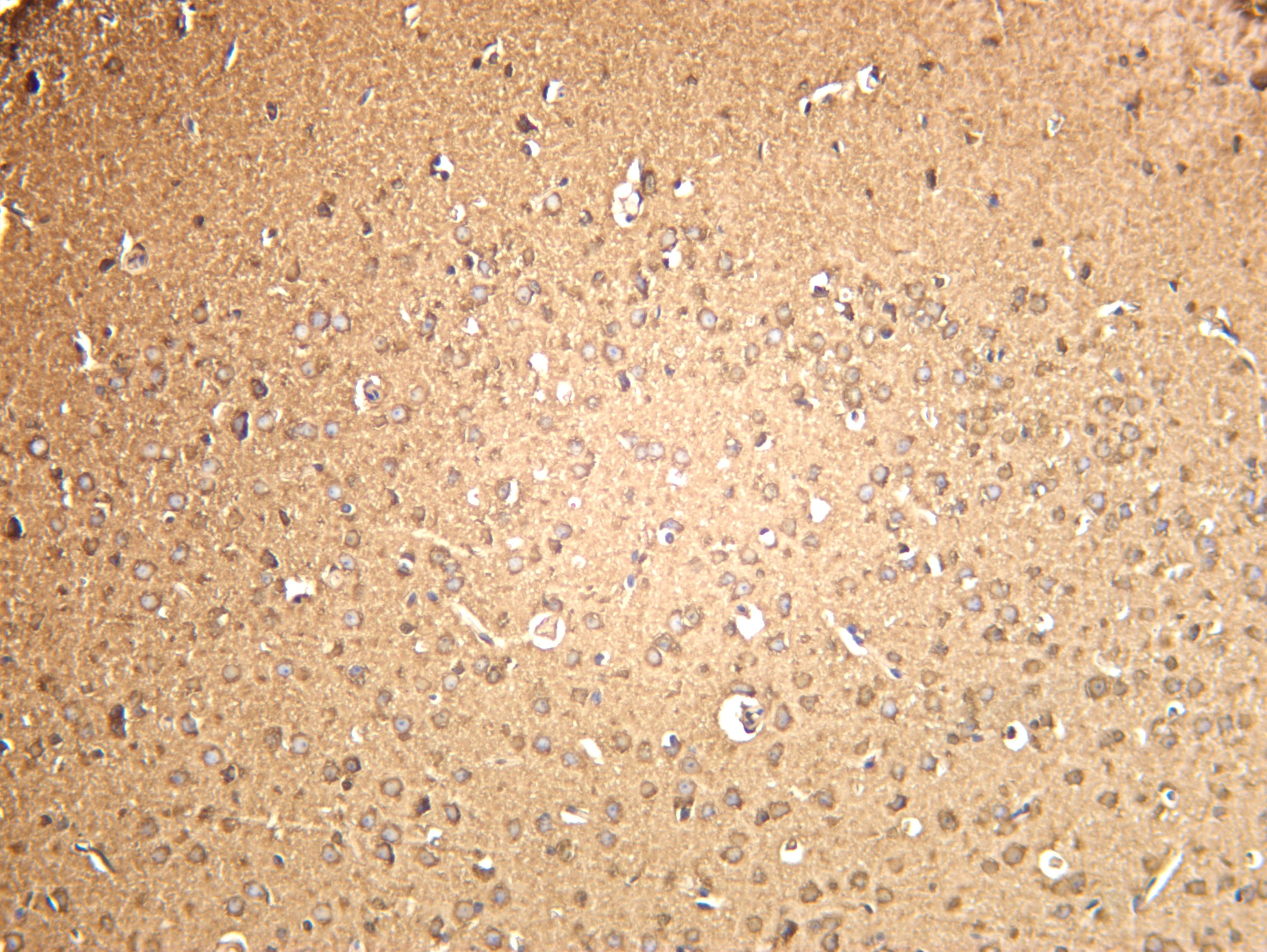 Mouse brain was stained with anti-SOD1 (PT0113R) rabbit antibody