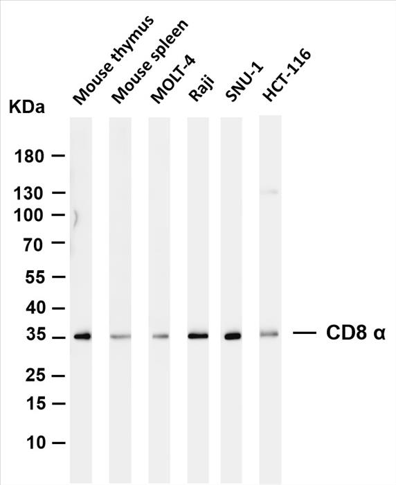 Various whole cell lysates were separated by 4-20% SDS-PAGE, and the membrane was blotted with anti-CD8 Î±