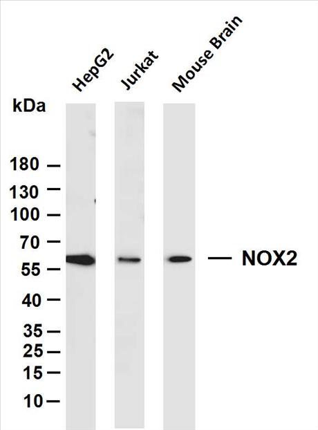 Various whole cell lysates were separated by 4-20% SDS-PAGE, and the membrane was blotted with anti-NOX2 (PT0125R) antibody. The HRP-conjugated Goat anti-Rabbit IgG(H + L) antibody was used to detect the antibody.