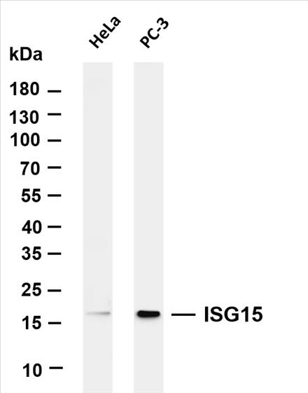 Various whole cell lysates were separated by 4-20% SDS-PAGE, and the membrane was blotted with anti-ISG15 (PT0127R) antibody. The HRP-conjugated Goat anti-Rabbit IgG(H + L) antibody was used to detect the antibody.