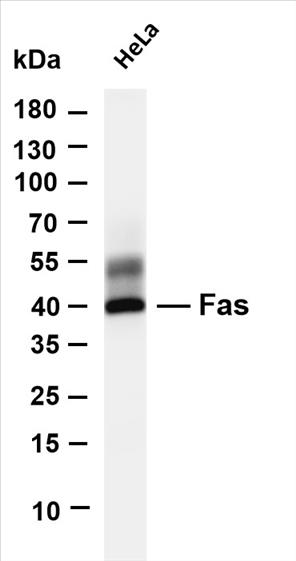 Various whole cell lysates were separated by 4-20% SDS-PAGE, and the membrane was blotted with anti-Fas (PT0128R) antibody. The HRP-conjugated Goat anti-Rabbit IgG(H + L) antibody was used to detect the antibody.