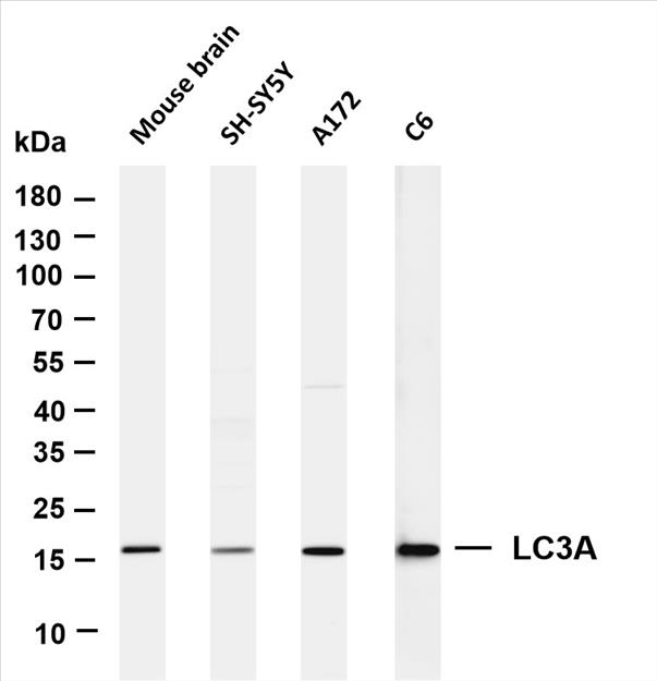 Various whole cell lysates were separated by 4-20% SDS-PAGE, and the membrane was blotted with anti-LC3A (PT0130R) antibody. The HRP-conjugated Goat anti-Rabbit IgG(H + L) antibody was used to detect the antibody.