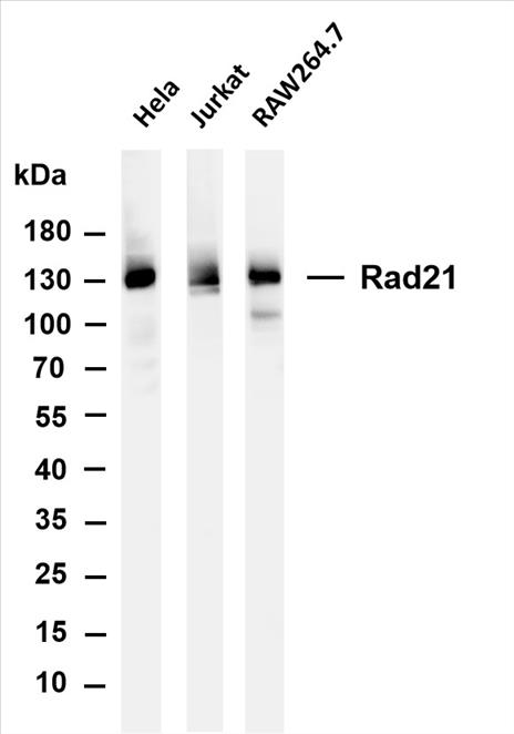 Various whole cell lysates were separated by 4-20% SDS-PAGE, and the membrane was blotted with anti-Rad21 (PT0134R) antibody. The HRP-conjugated Goat anti-Rabbit IgG(H + L) antibody was used to detect the antibody.