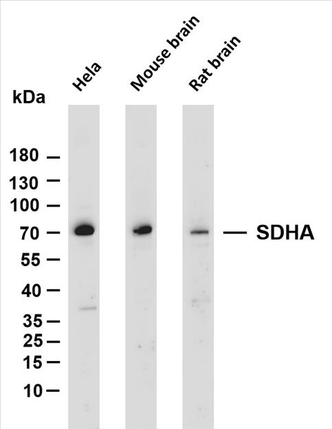 Various whole cell lysates were separated by 4-20% SDS-PAGE, and the membrane was blotted with anti-SDHA (PT0140R) antibody. The HRP-conjugated Goat anti-Rabbit IgG(H + L) antibody was used to detect the antibody.