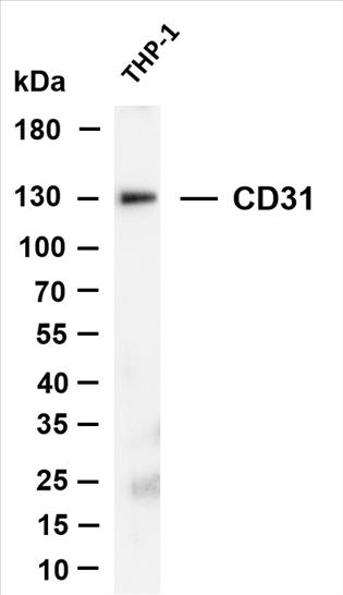 Various whole cell lysates were separated by 4-20% SDS-PAGE, and the membrane was blotted with anti-CD31 (PT0141R) antibody. The HRP-conjugated Goat anti-Rabbit IgG(H + L) antibody was used to detect the antibody.