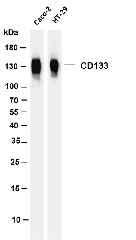 Various whole cell lysates were separated by 4-20% SDS-PAGE, and the membrane was blotted with anti-CD133 (PT0142R) antibody. The HRP-conjugated Goat anti-Rabbit IgG(H + L) antibody was used to detect the antibody.