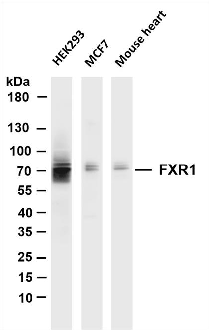 Various whole cell lysates were separated by 4-20% SDS-PAGE, and the membrane was blotted with anti-FXR1 (PT0144R) antibody. The HRP-conjugated Goat anti-Rabbit IgG(H + L) antibody was used to detect the antibody.