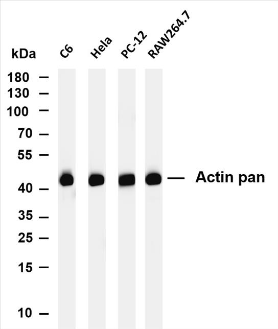 Various whole cell lysates were separated by 4-20% SDS-PAGE, and the membrane was blotted with anti-Actin pan(PT0145R) antibody. The HRP-conjugated Goat anti-Rabbit IgG(H + L) antibody was used to detect the antibody.