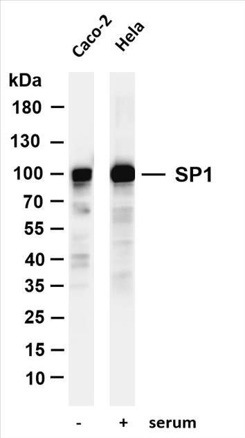 Various whole cell lysates were separated by 4-20% SDS-PAGE, and the membrane was blotted with anti-SP1 (PT0149R) antibody. The HRP-conjugated Goat anti-Rabbit IgG(H + L) antibody was used to detect the antibody.