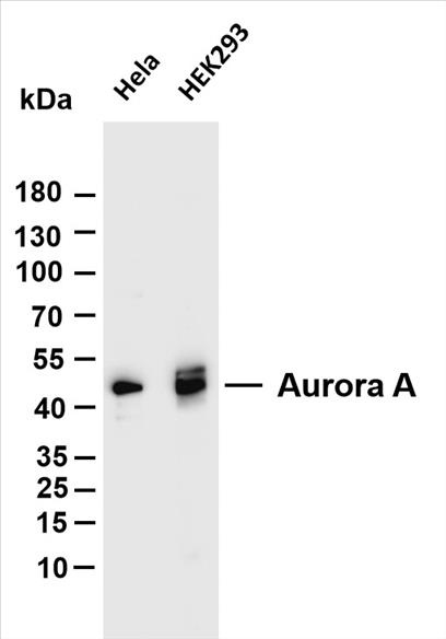 Various whole cell lysates were separated by 4-20% SDS-PAGE, and the membrane was blotted with anti-Aurora A (PT0150R) antibody. The HRP-conjugated Goat anti-Rabbit IgG(H + L) antibody was used to detect the antibody.