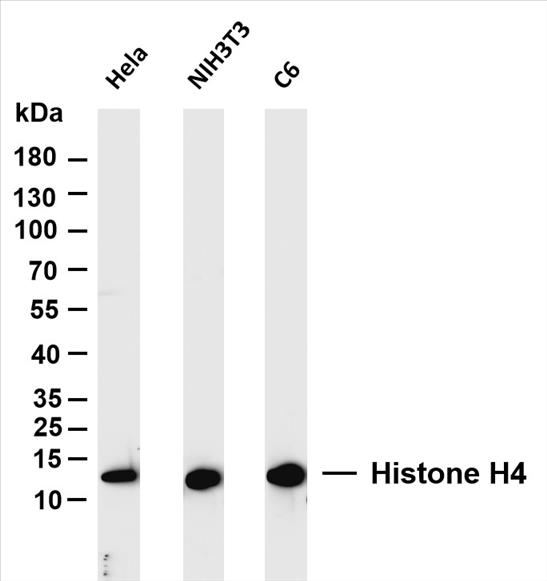Various whole cell lysates were separated by 4-20% SDS-PAGE, and the membrane was blotted with anti-Histone H4 (PT0151R) antibody. The HRP-conjugated Goat anti-Rabbit IgG(H + L) antibody was used to detect the antibody.