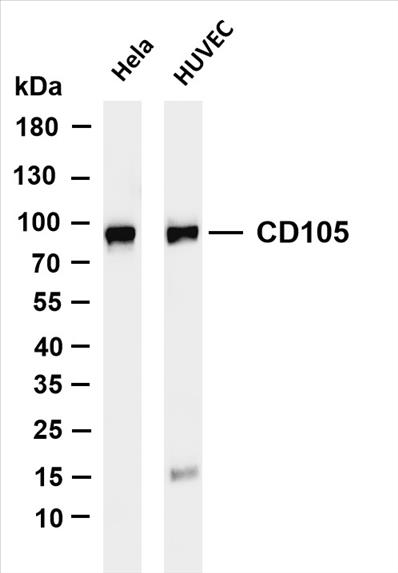 Various whole cell lysates were separated by 4-20% SDS-PAGE, and the membrane was blotted with anti-CD105 (PT0152R) antibody. The HRP-conjugated Goat anti-Rabbit IgG(H + L) antibody was used to detect the antibody.